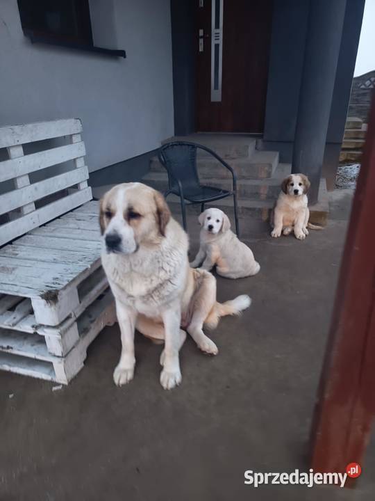 śliczna sunia owczarek środkowoazjatycki Czarnożyły