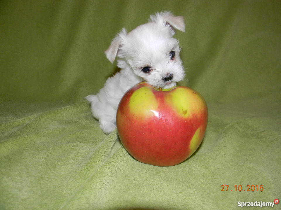 Maltańczyk Szczeniaki Rodowód ZHPR Rzeszów