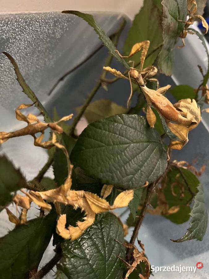 Straszyk australijski extatosoma tiaratium Rybnik