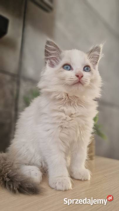Piękne kocięta Ragdoll szukają domu ojcu FCI Katowice