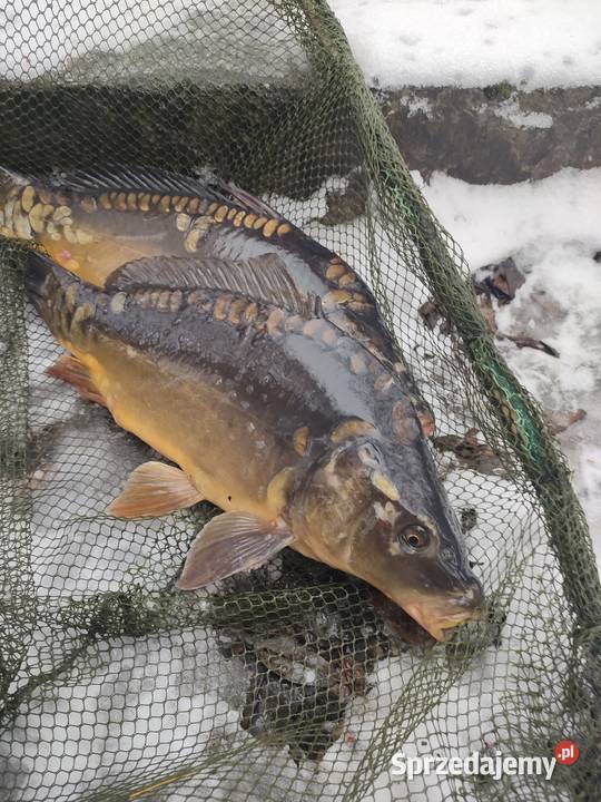 Pstrąg Karp Handlowy Bystrzyca Kłodzka