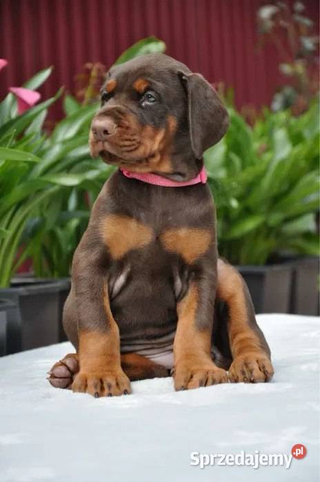 Szczeniak dobermana Warszawa