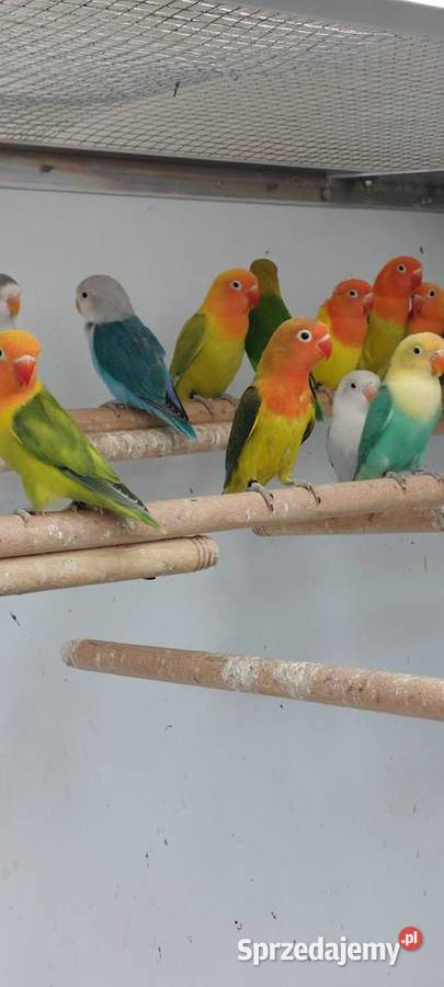 Papugi nierozłaczki Brodnica