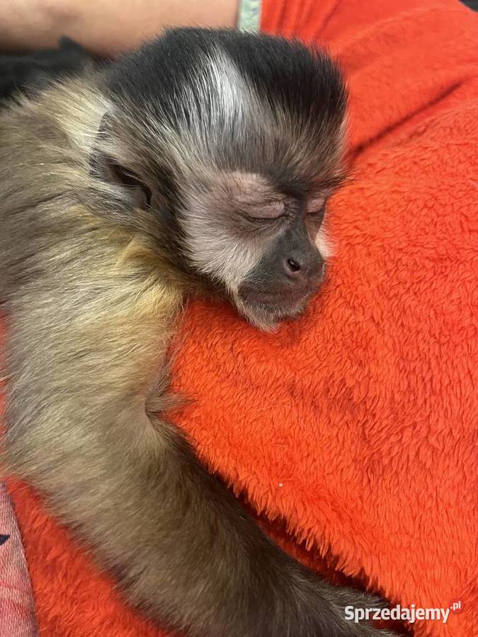 Małpa kapucynka czubata samiec Krosno Odrzańskie