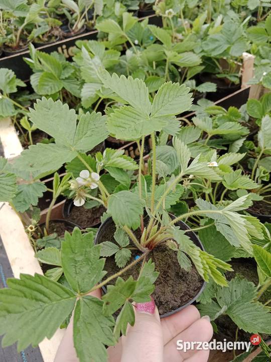 Truskawka poziomka flox mięta melisa lawenda kto Czulice