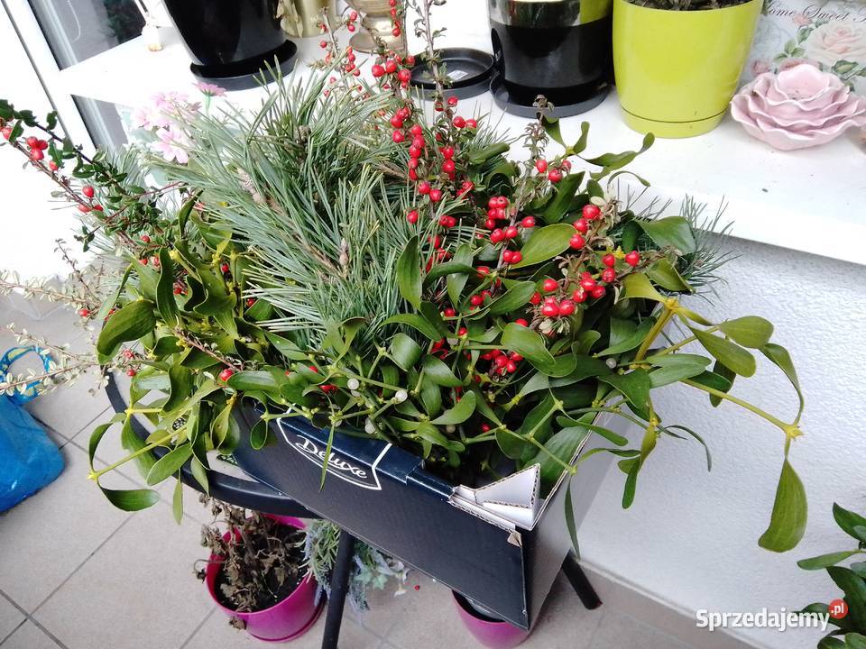 Jemiołka pęczki kulki Poznań sprzedam