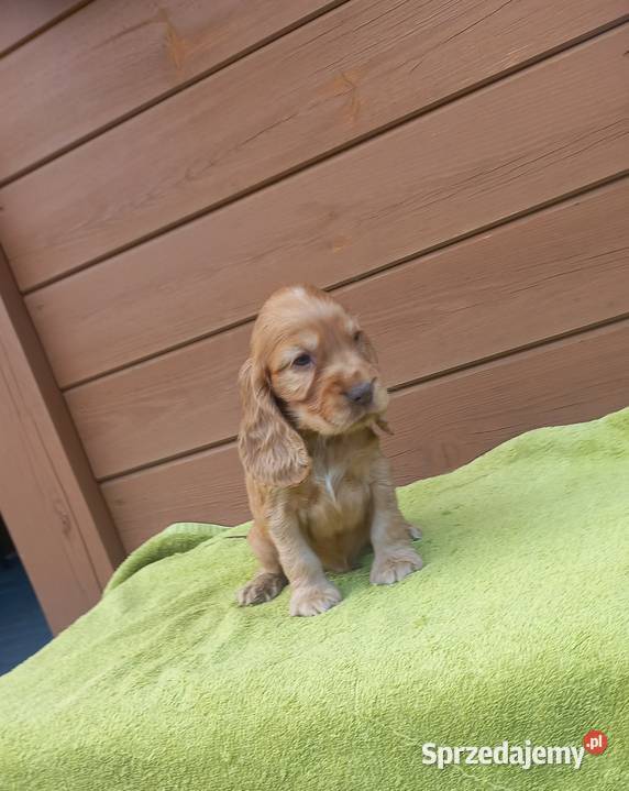 Cocker Spaniel Angielski Piesek