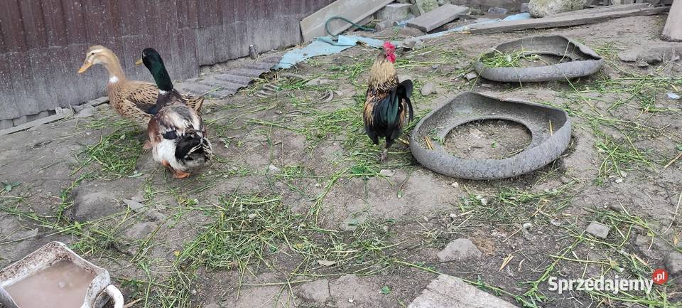 Sprzedam koguty kolorowe Tokarówka sprzedam