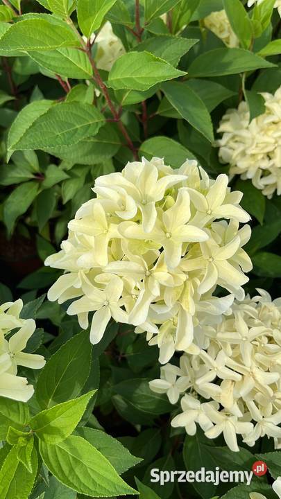 Hortensja bukietowa różne odmiany transport i Warszawa