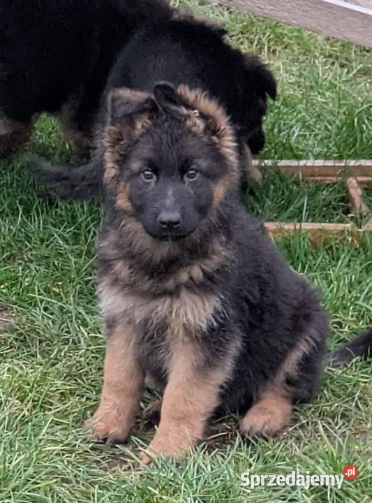 Owczarek niemiecki długowłosy sprzedam