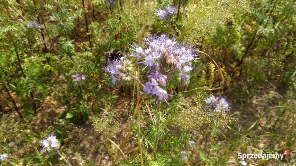 Facelia błękitna miododajna