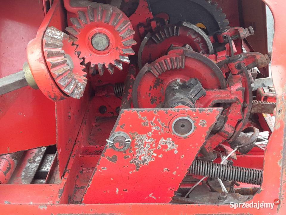 Sprzedam prase welger ap 52 sprowadzona Lechów sprzedam