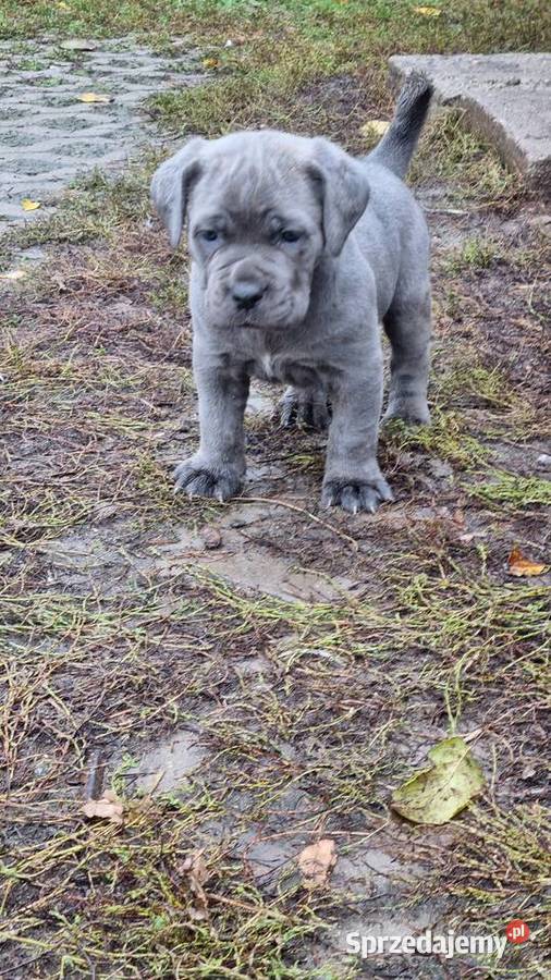 Cane corso szczeniaki Juliopol