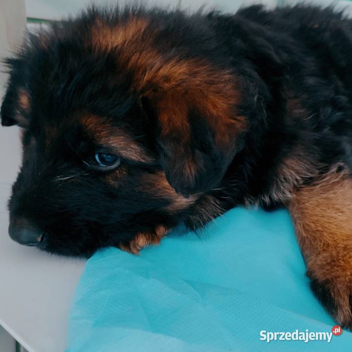 Śliczny szczeniak Owczarek Niemiecki Długowłosy Sompolno