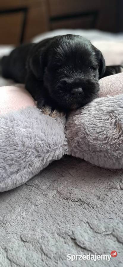 Sznaucer miniaturowy Słupca sprzedam