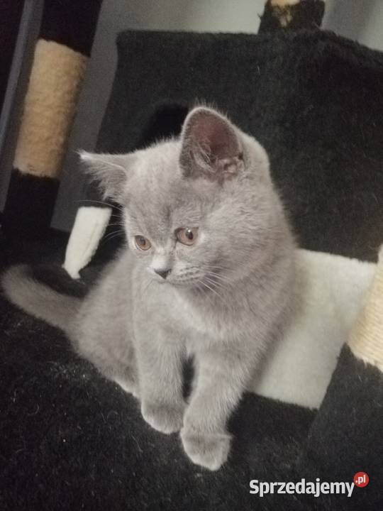 Kot brytyjski niebieski krótkowłosy Płock