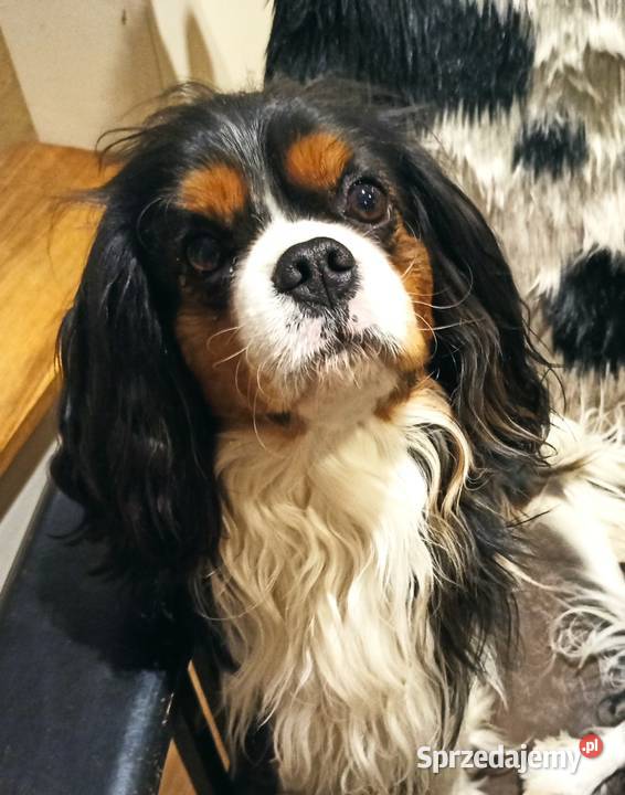 Cavalier king charles spaniel FCI ZKwP warmińsko-mazurskie Klonowo sprzedam