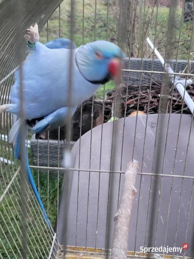 Aleksandretta obrożna samczyk Ptaki Wrocław