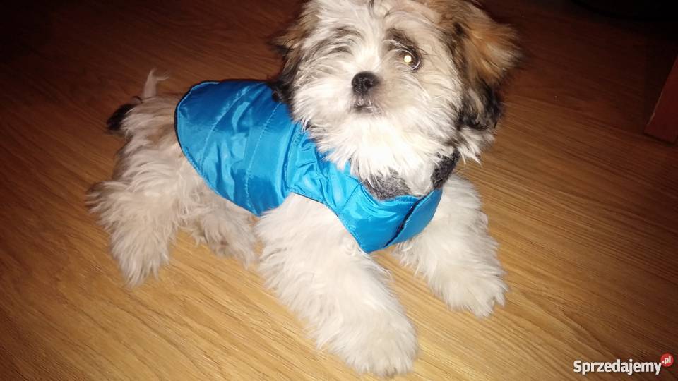 Shih tzu tricolor 45 miesięczny łódzkie Łódź