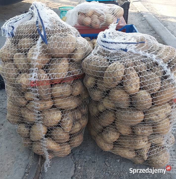 Sprzedam ziemniaki odmiana katania kremowe mazowieckie Orońsko