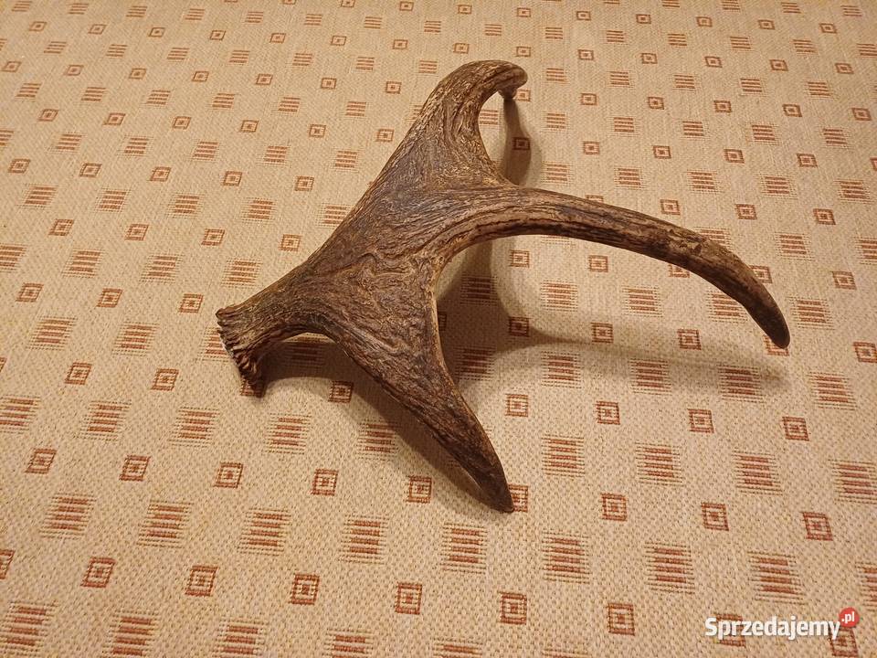 Róg łosia łopata łosia rosocha łosia tegoroczny Lublin