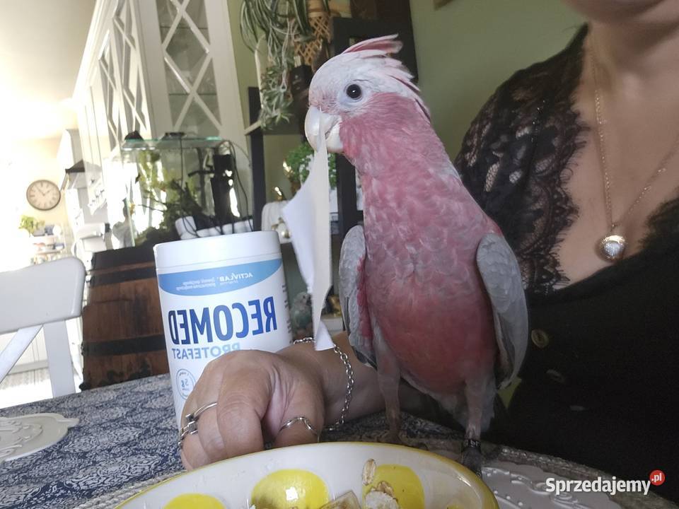 Kakadu różowe recznie wykarmiona