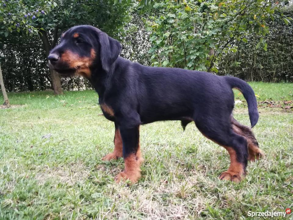 Niemiecki Terier Myśliwski Jagdterrier FCI Pozostałe