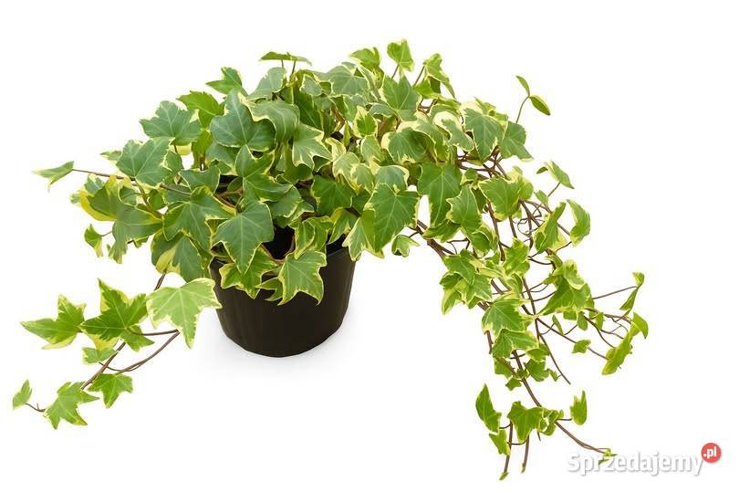 hedera helix p10 duża warmińsko-mazurskie Giżycko