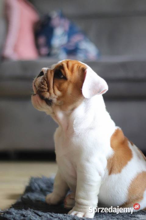 Buldog angielski ZKwP FCI Świerklany