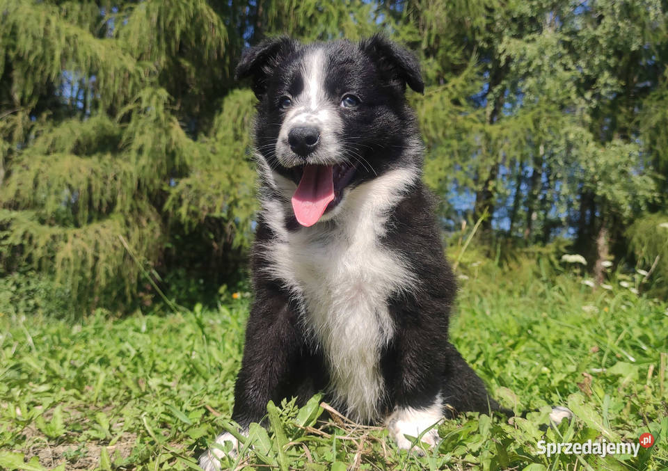 Rasowa i radosna suczka BORDER COLLIE pełną dok Iwonicz