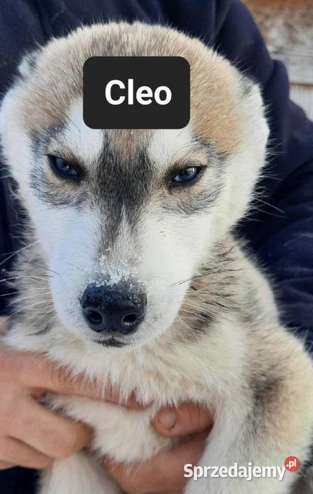 Suczka Syberian husky pomorskie Reda