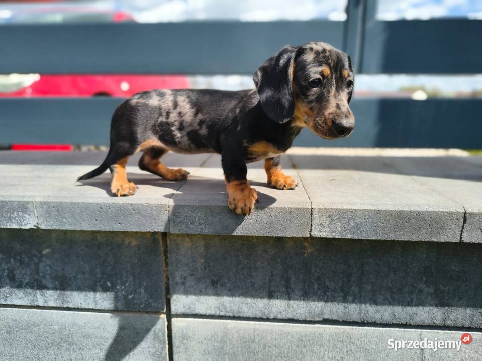 Jamnik Dackel dachshund merle Żychlin