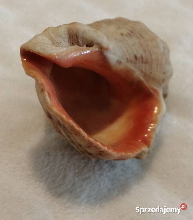 Muszla 51 61 Kreatywne śląskie Czeladź