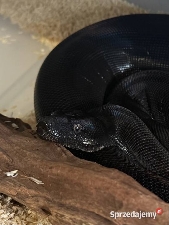 Boa Imperator Motley IMG Bydgoszcz