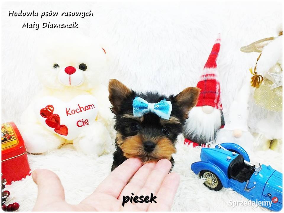 Mini XS Malutki Piesek Yorkshire Terrier Do Żary sprzedam