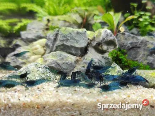 Krewetki neocaridina blue velvet Szamotuły