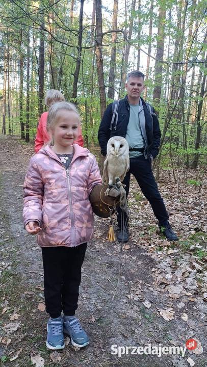 Roztocze Dziupla Pana Sowy