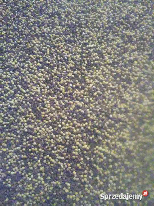 Gorczyca biała facelia poplon Janowo sprzedam