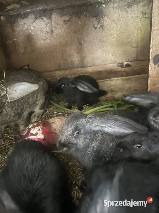 Buraki pastewne Rośliny pastewne Rośliny pastewne mazowieckie Mokobody