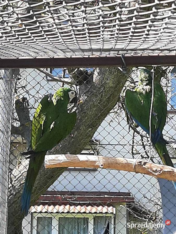 Ary severa para lęgowa Skała