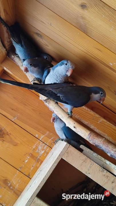 Mnicha nizinna kobalt Knapy