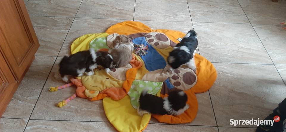 Tybetańskie rozrabiaki kujawsko-pomorskie Drzewianowo