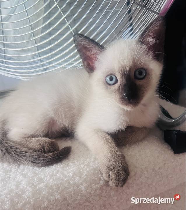 Kotek Syjamski Koty Toruń