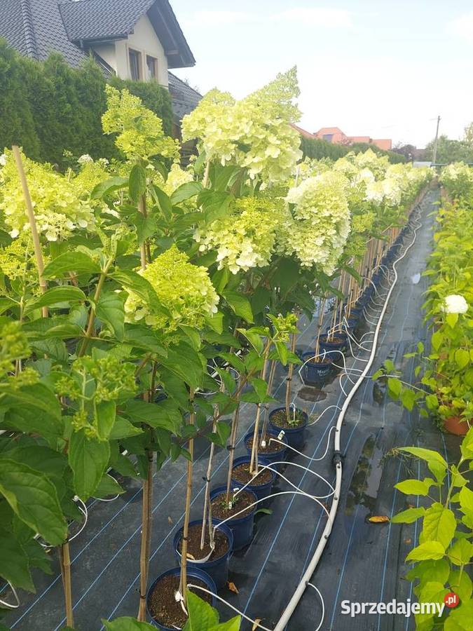 Hortensje Bukietowe na pniu hurt sprzedam Tarnobrzeg