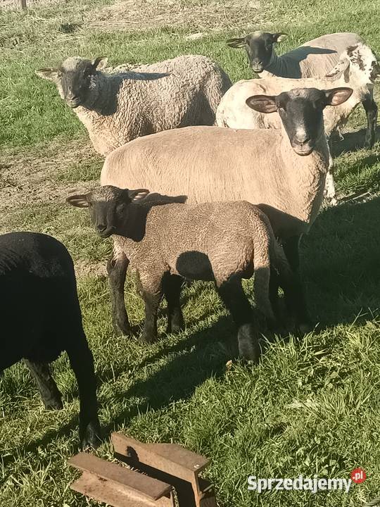 Baranki owce Kolonia Lipnik sprzedam