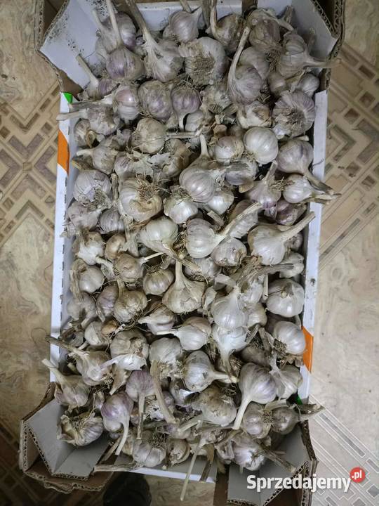 marchew pietruszka czosnek Lubraniec sprzedam