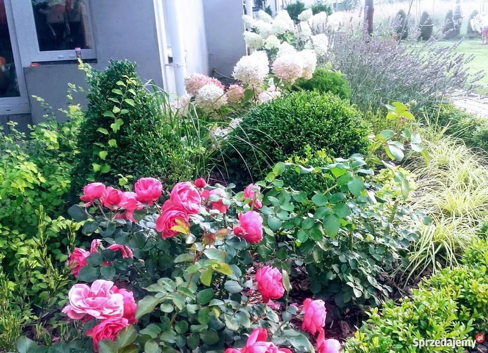 Projekt ogrodu projektowanie i zakładanie Piaseczno ogród