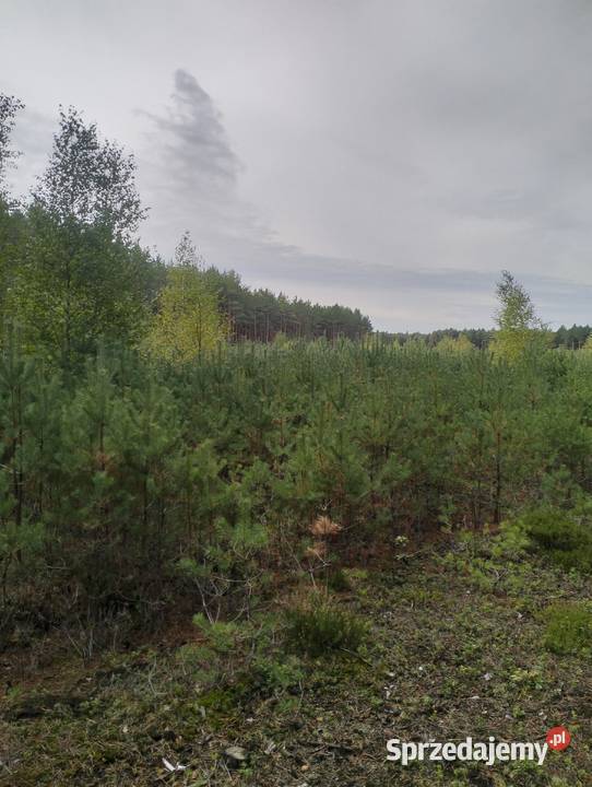 Działka Leśna 455 ha z Sosnowym Lasem Idealne świętokrzyskie sprzedam