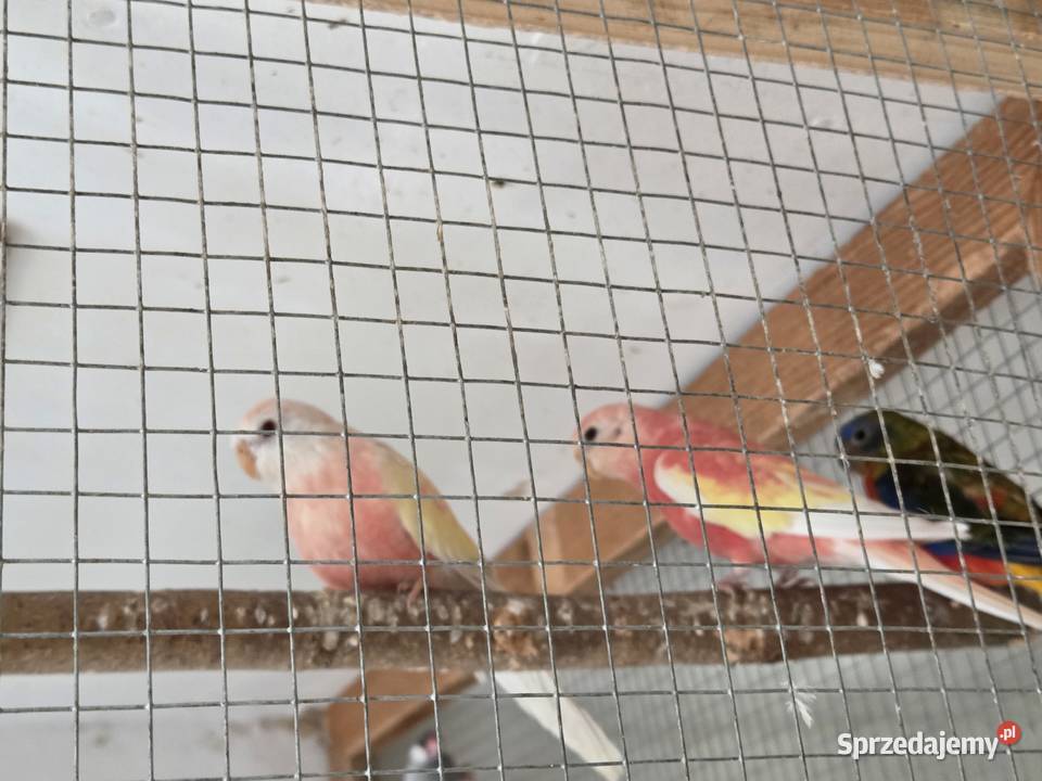 Papugi Ptaki Haczów