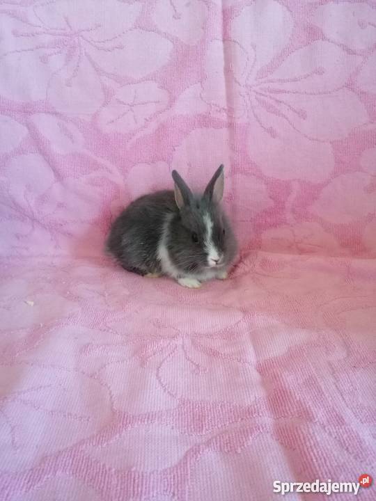 Króliczki karzelki króliczki miniaturki Radom